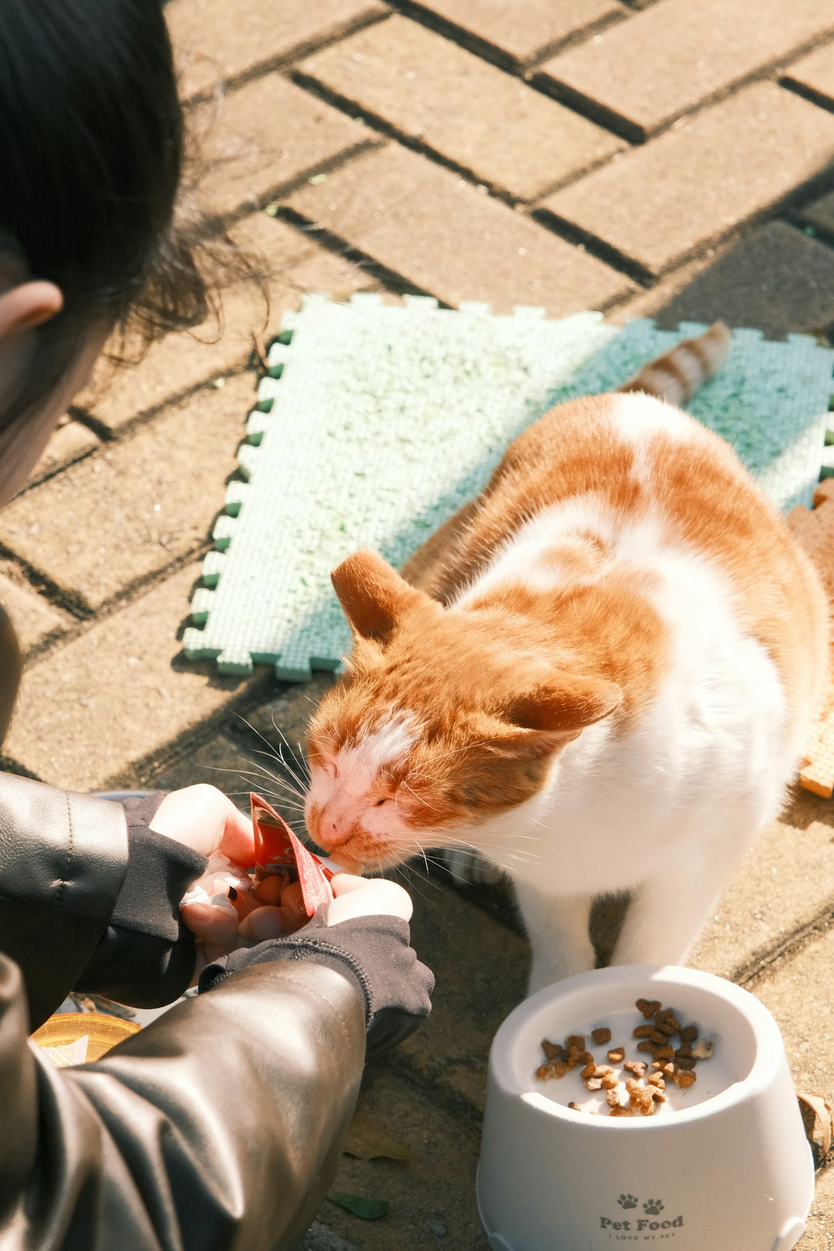 Volunteer feeding a community cat from a treat pouch outdoors
